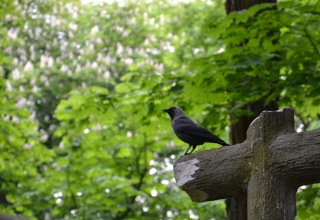 ... nagrania ptaków wykonane na cmentarzach przy ul. Lipowej ...